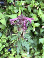 Pedicularis refracta transmorrisonensis