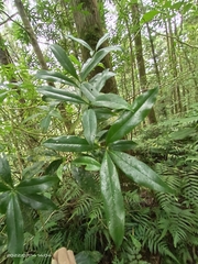 Symplocos wikstroemiifolia