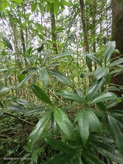 Symplocos wikstroemiifolia