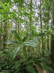 Symplocos wikstroemiifolia