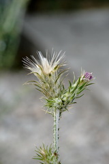 Carduus pycnocephalus cinereus