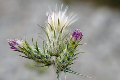 Carduus pycnocephalus cinereus