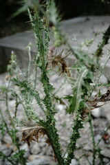 Carduus pycnocephalus cinereus