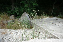 Carduus pycnocephalus cinereus