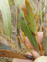 Acacia subtilinervis
