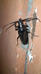 Derobrachus geminatus