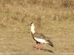 Theristicus caudatus caudatus
