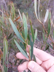 Acacia subtilinervis