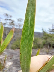 Acacia subtilinervis
