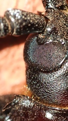 Derobrachus geminatus