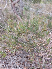 Acacia subtilinervis