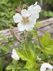 Rubus deliciosus