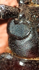 Derobrachus geminatus