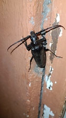 Derobrachus geminatus