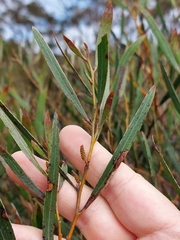 Acacia subtilinervis