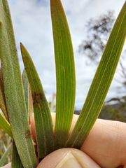 Acacia subtilinervis