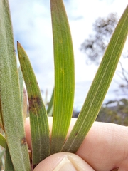 Acacia subtilinervis