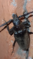 Derobrachus geminatus