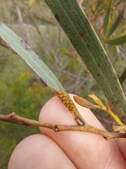 Acacia subtilinervis