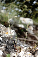 Galium verticillatum
