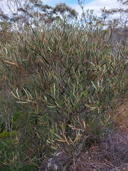Acacia subtilinervis