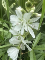 Sidalcea candida