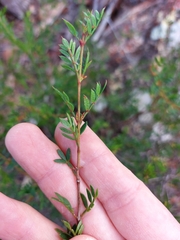 Boronia floribunda