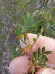 Boronia floribunda