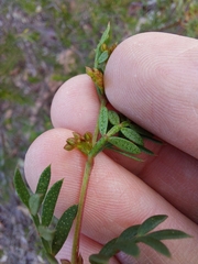 Boronia floribunda