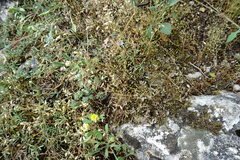 Vicia grandiflora