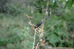 Vicia grandiflora