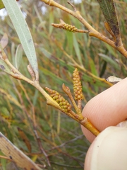 Acacia subtilinervis