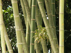 Dendrocalamus giganteus