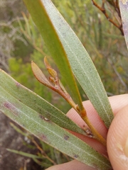 Acacia subtilinervis