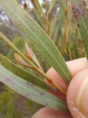 Acacia subtilinervis