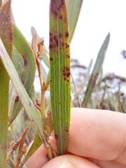 Acacia subtilinervis