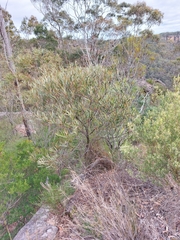 Acacia subtilinervis