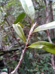 Campylospermum dependens