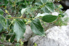 Celtis planchoniana