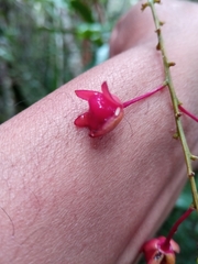 Campylospermum dependens