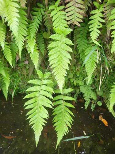 Leptogramma pozoi image