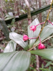 Campylospermum dependens