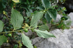 Celtis planchoniana
