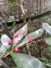Campylospermum dependens