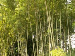 Dendrocalamus giganteus