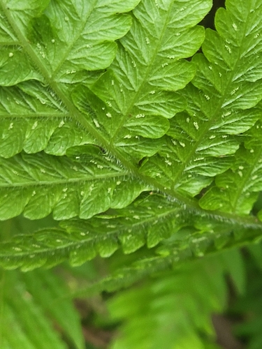 Image of Pozo's Marsh Fern (Leptogramma pozoi) by (c) Jacek Pietruszewski, some rights reserved (CC BY)