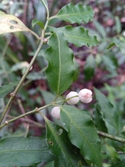 Psychotria andevorantensis image