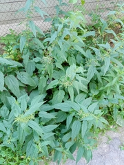 Urtica dioica