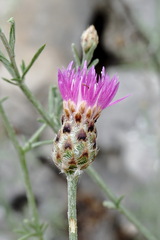 Centaurea comperana