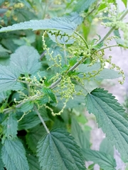 Urtica dioica